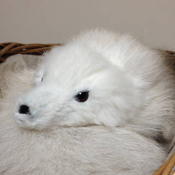 ケモのこ