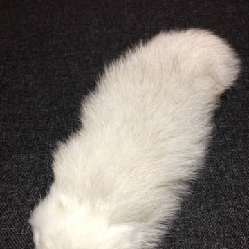 ケモのこ　全体
