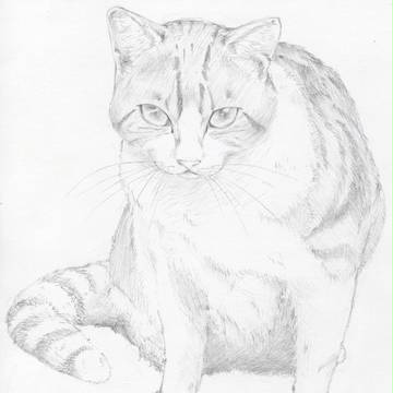 にゃんこ模写
