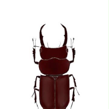 コクワガタ
