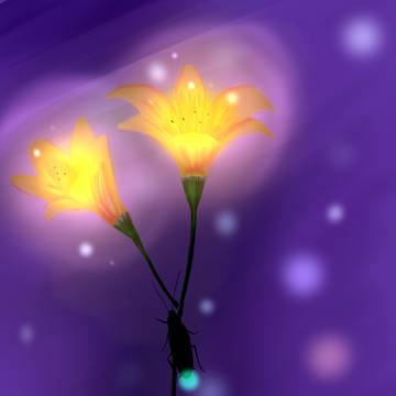 夜の花