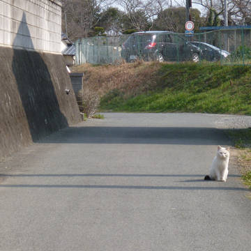 ちょこん