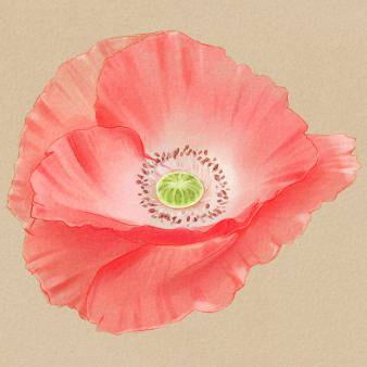 poppy