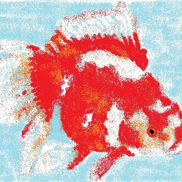 金魚