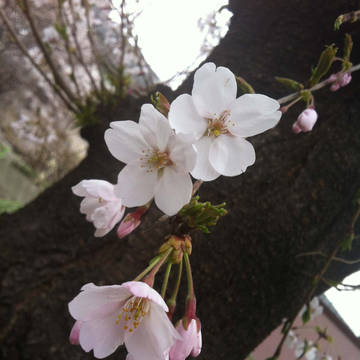 【写真素材】 さくら