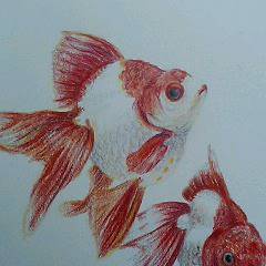 金魚