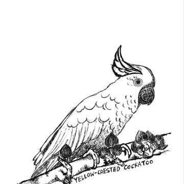 Yellow-crested Cockatoo