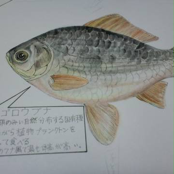 おさかなさん
