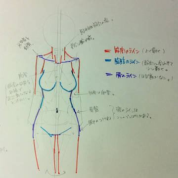 表面に出ている筋肉、骨、脂肪の色分け(女性・正面)