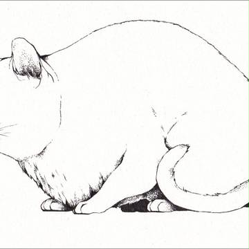 猫