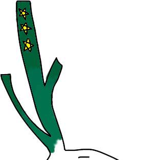 蔥寶