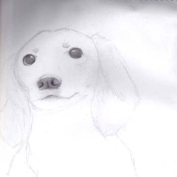バウバウ！