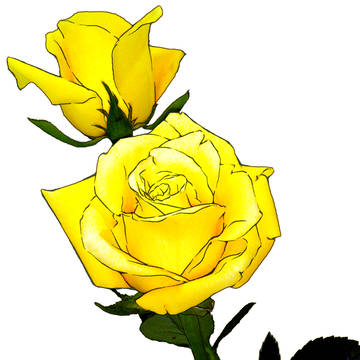 【素材】 薔薇