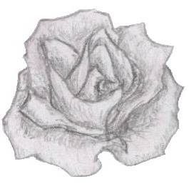 薔薇