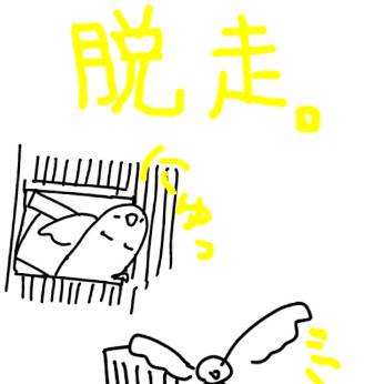 インコの日常 その7