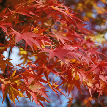 閑谷の紅葉