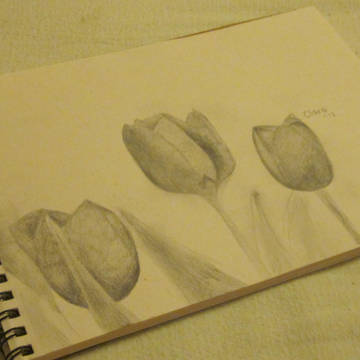 ゆりのき (Tulip)