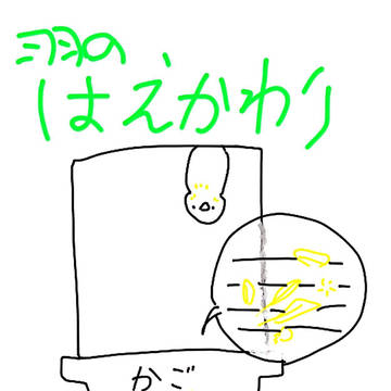 インコの日常 その8