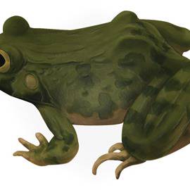 ナマモノ