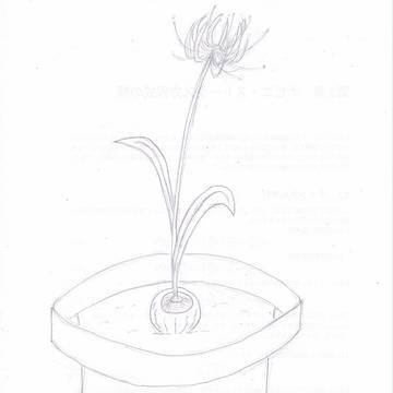 死者の花