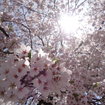 さくら