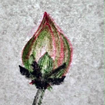 蓮の蕾