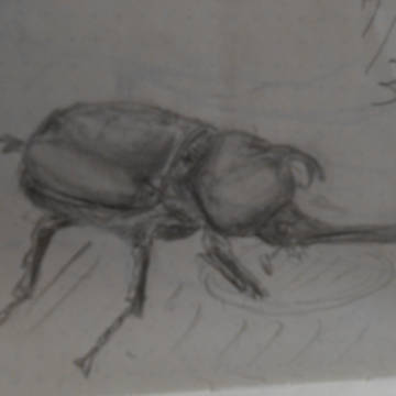 カブトムシ