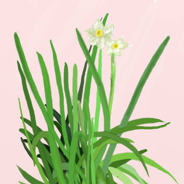 満開の水仙