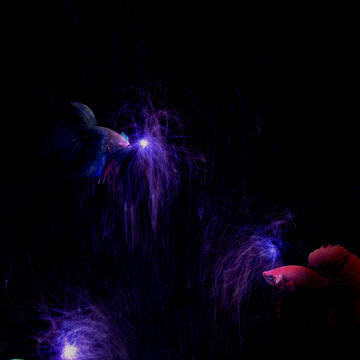 Gravity Flower