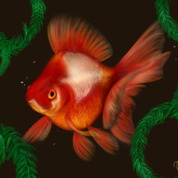 流金