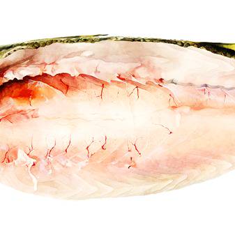 お魚まとめ１