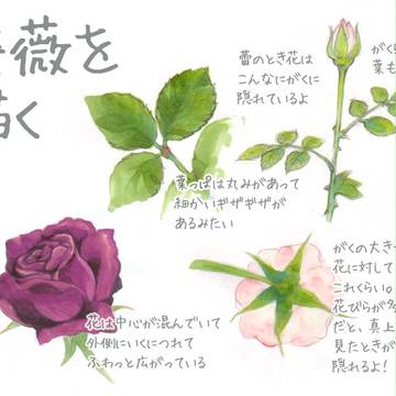 花を描く　【その2】　薔薇