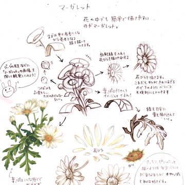 花を描く　【マーガレット編】
