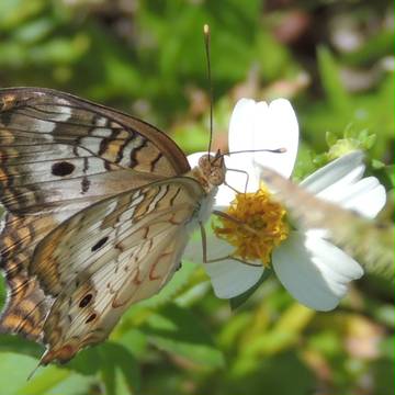 butterfly and the flower