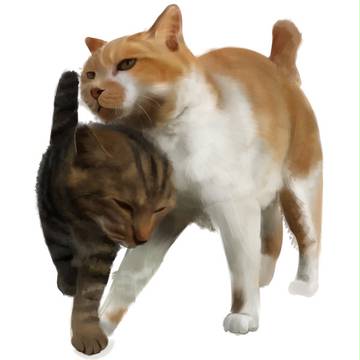 ぬこ