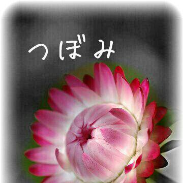 つぼみ 表紙