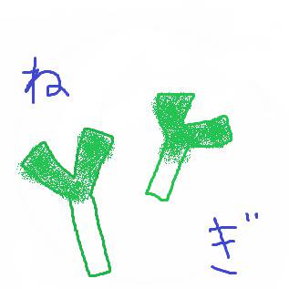 ねぎ