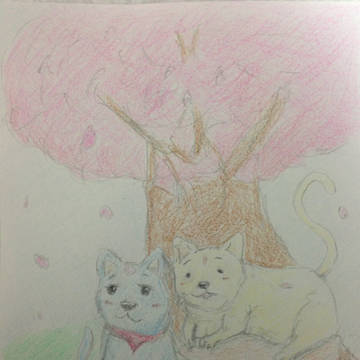 桜の下でうたた寝する猫