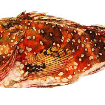 お魚まとめ2