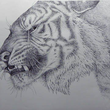 虎