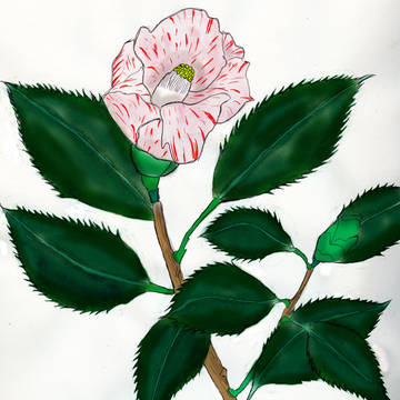 手書きで椿