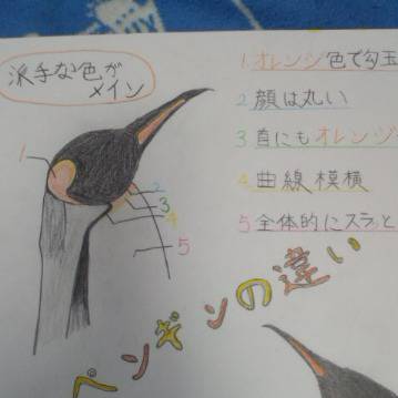 キングペンギン・コウテイペンギン