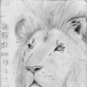 鉛筆練習画【動物】＋α