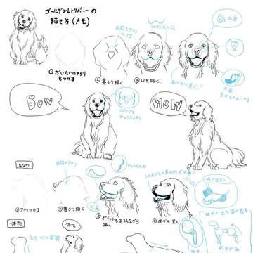 ゴールデンレトリバー【描き方】