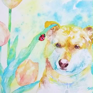 柴犬