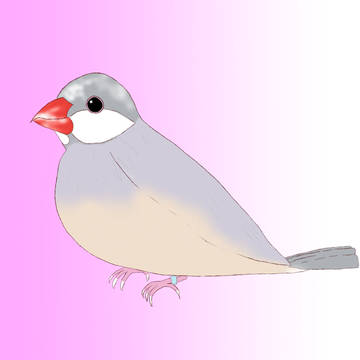 家にいるダークシルバーの文鳥