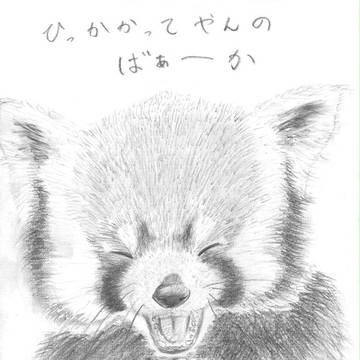 レッサーパンダ