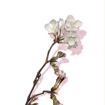 開花