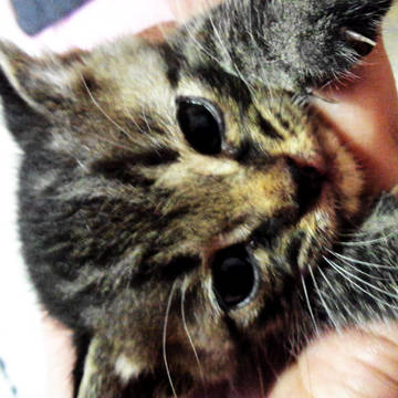 ぴぃ
