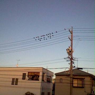 電信柱に鳥